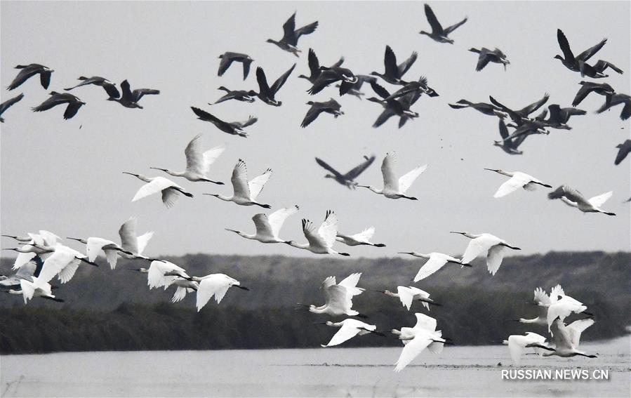 Стаи птиц прилетают зимовать на озеро Поянху