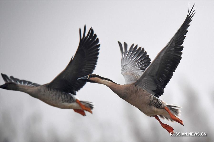 Стаи птиц прилетают зимовать на озеро Поянху
