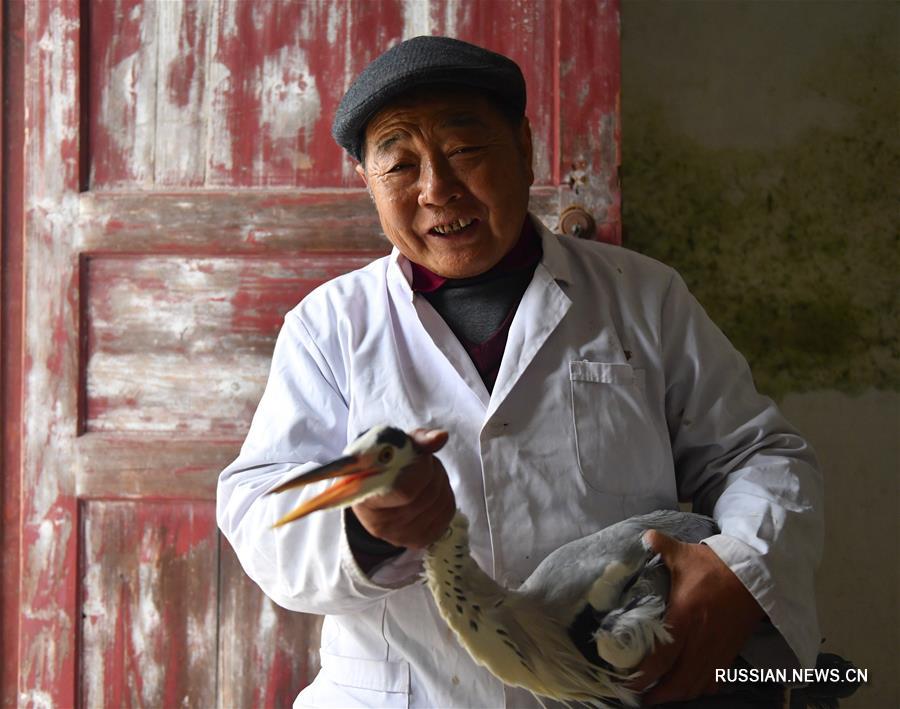 Добровольцы спасают раненых перелетных птиц на озере Поянху
