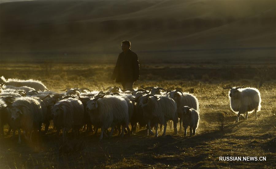 Почти 800 тыс скотоводов провинции Цинхай получат субсидии в рамках программы по охране экологии степей