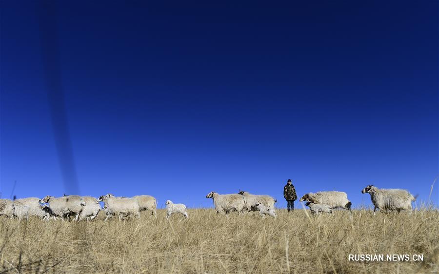 Почти 800 тыс скотоводов провинции Цинхай получат субсидии в рамках программы по охране экологии степей