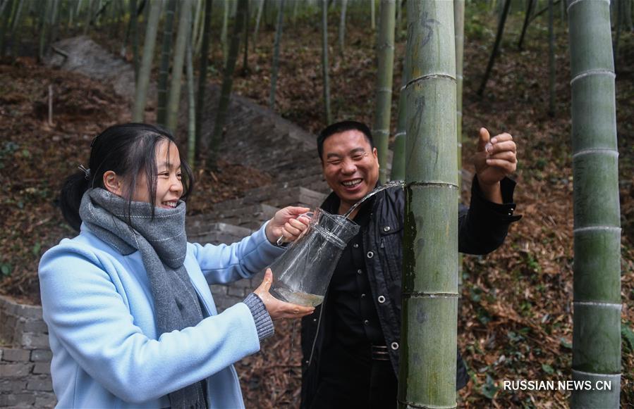 Развитие экологически чистого бамбукового производства в уезде Аньцзи