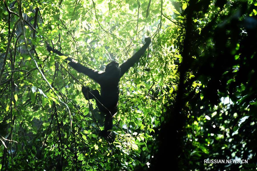 Хайнаньские гиббоны -- самые редкие приматы на планете