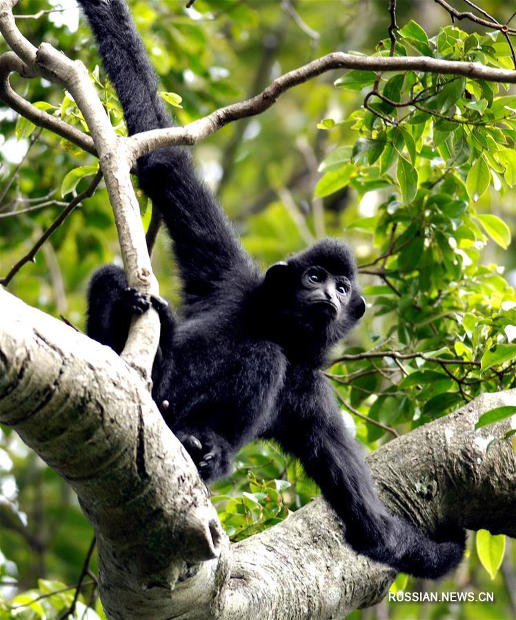 Хайнаньские гиббоны -- самые редкие приматы на планете