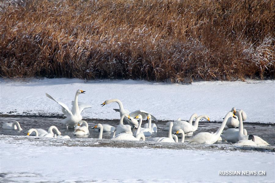 Лебеди и первый снег на озере Инхуаху