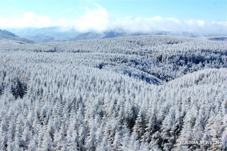 Создатели лесного массива "Сайханьба" на севере Китая получили высшую экологическую награду ООН