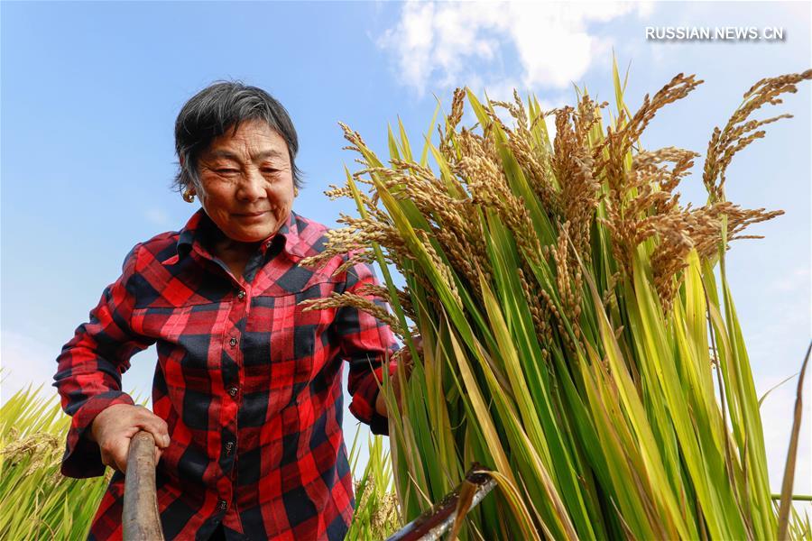2017 год стал вторым по урожайности за всю историю Китая