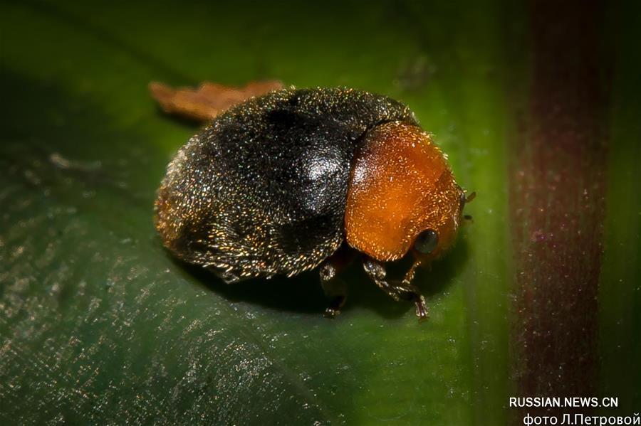 Хищные жуки в экспозиции "Тропический дождевой лес" Приморского океанариума