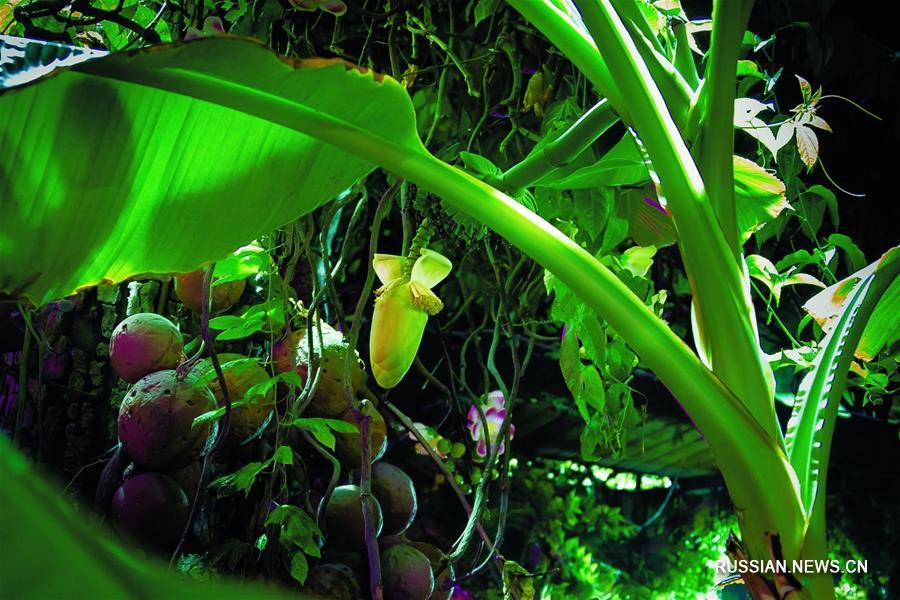 Хищные жуки в экспозиции "Тропический дождевой лес" Приморского океанариума