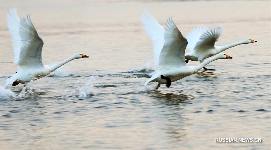 Лебединый танец над озером