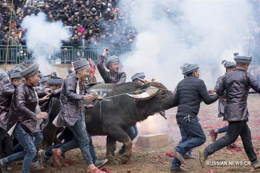 Бои быков по случаю богатого урожая прошли в уезде Цунцзян