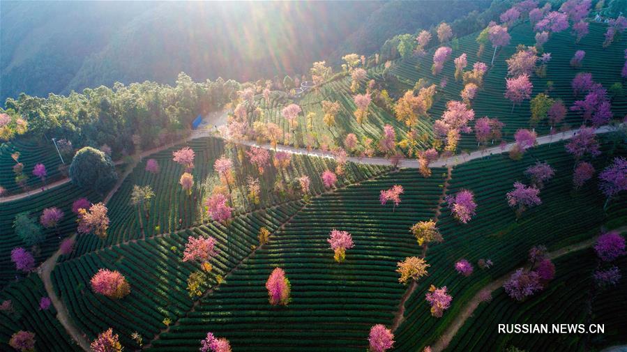 Зимнее цветение в "вишневой долине" уезда Наньцзянь