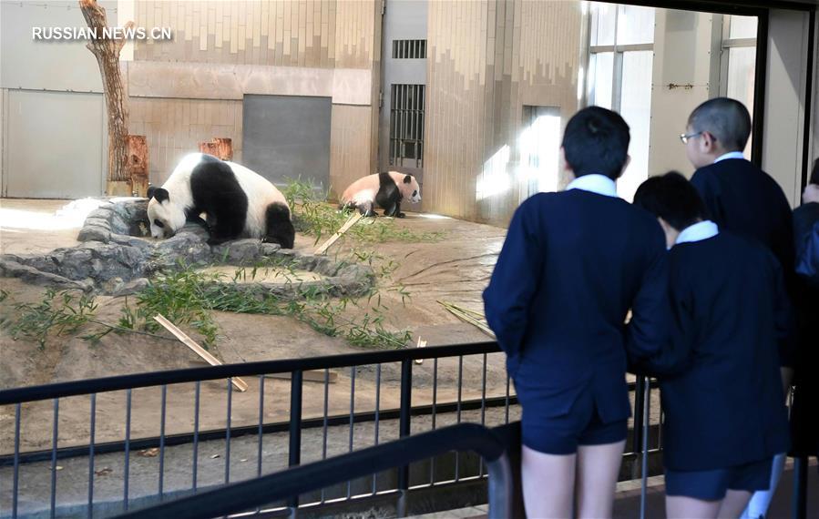 Детеныша панды по имени Сян Сян впервые показали в Токио 