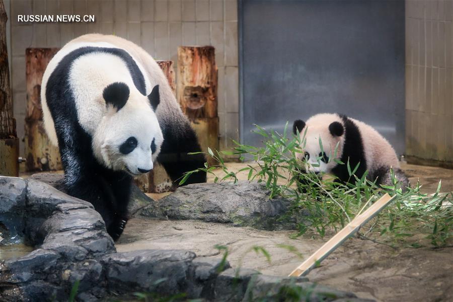 Детеныша панды по имени Сян Сян впервые показали в Токио 