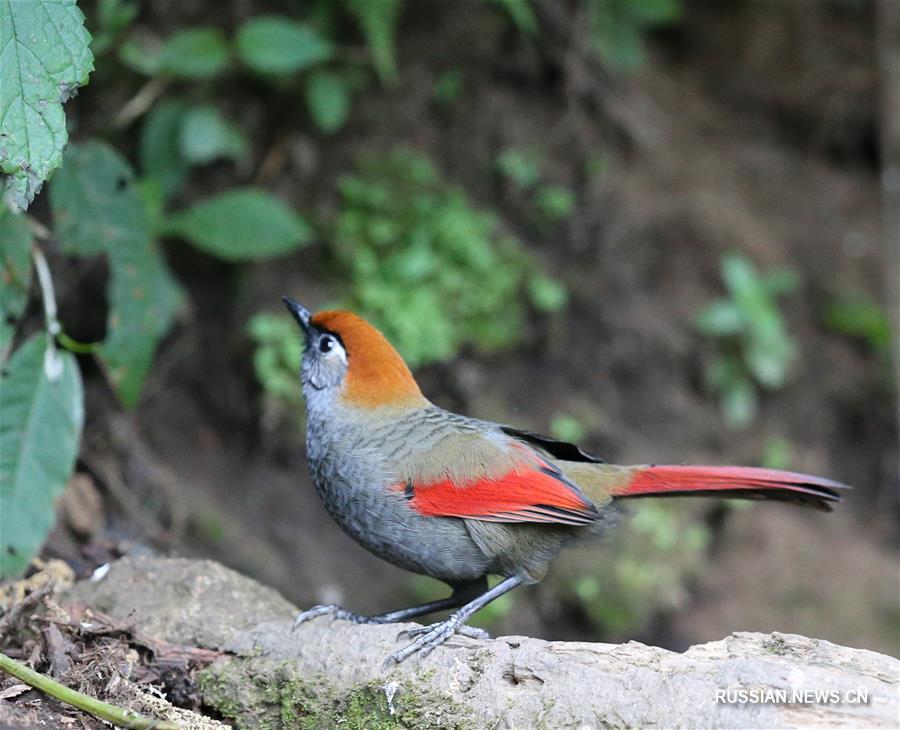 Птицы в заповеднике горной гряды Гаолигун в провинции Юньнань