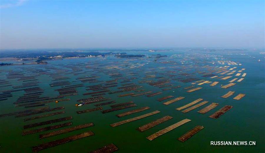 Устричные фермы в море Маовэй на юге Китая