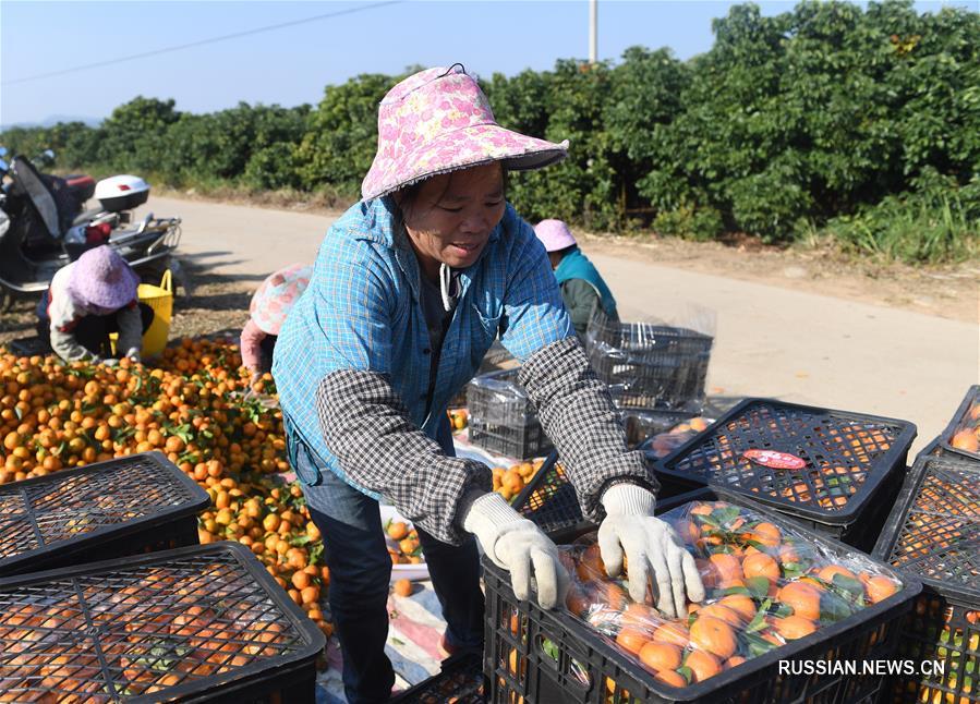 Урожай на цитрусовых фермах в Гуанси-Чжуанском автономном районе