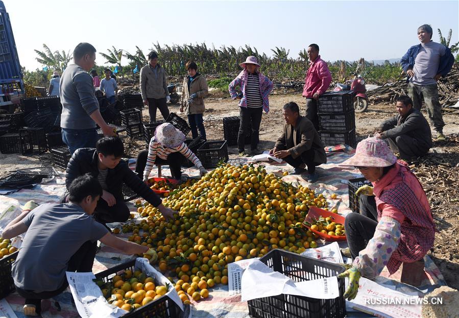 Урожай на цитрусовых фермах в Гуанси-Чжуанском автономном районе