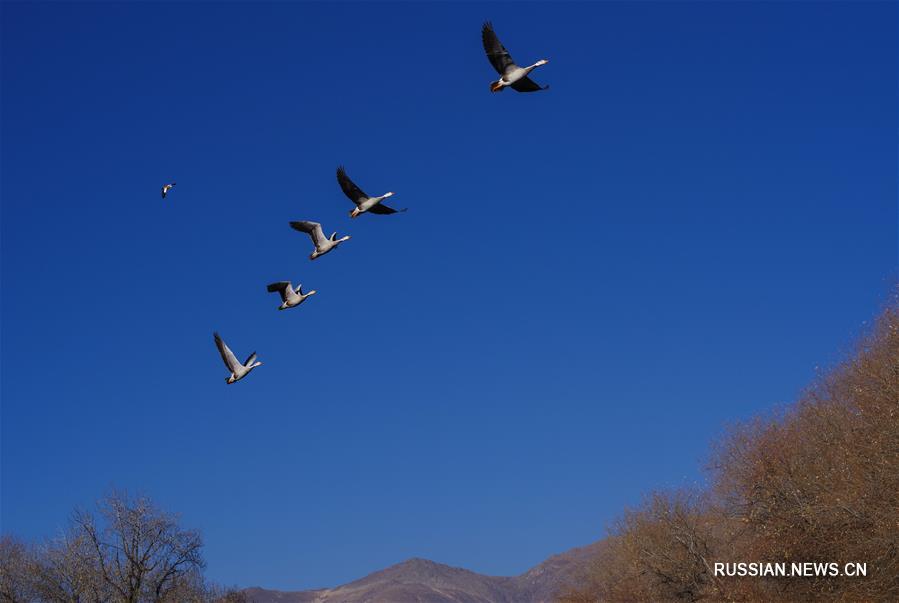 Перелетные птицы в лхасском парке Лунвантань