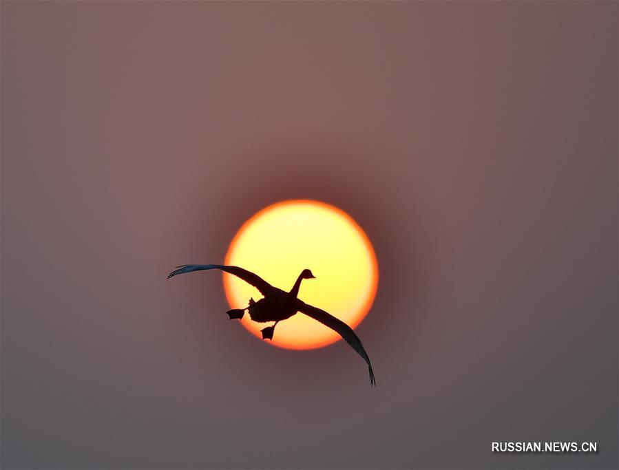 Перелетные птицы на закате в провинции Цзянси