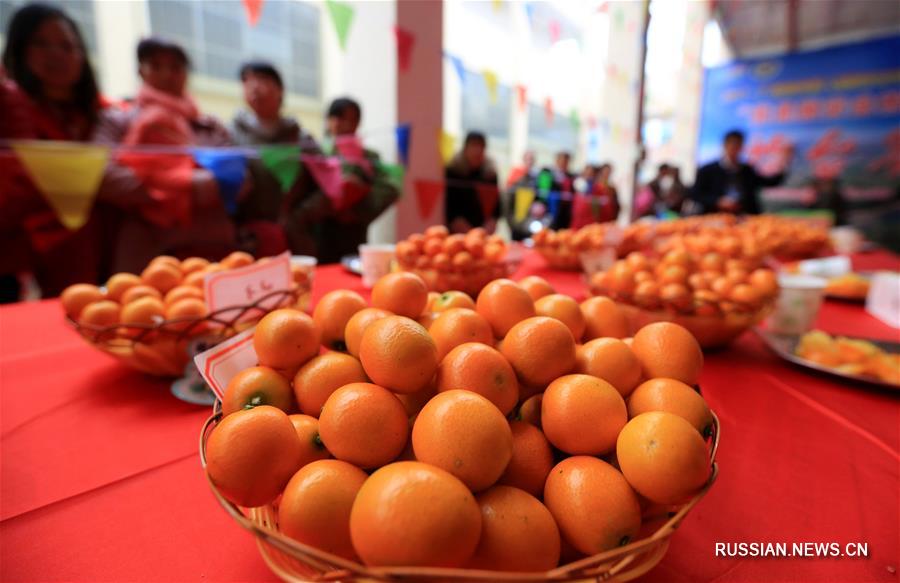 Выращивание кумкватов как средство борьбы с бедностью в уезде Жунъань