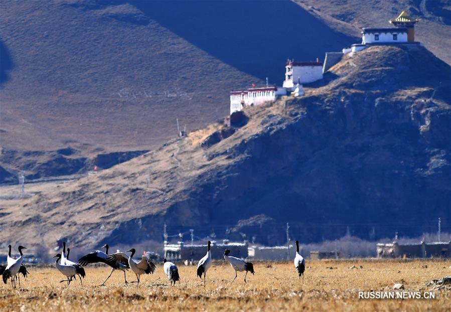 Тибетский АР -- крупнейшее место обитания черношейных журавлей в мире