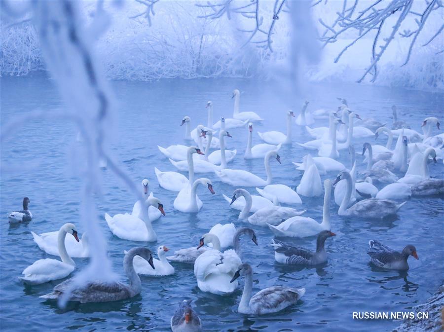 Долина реки Или в Синьцзяне -- любимое место зимовки лебедей
