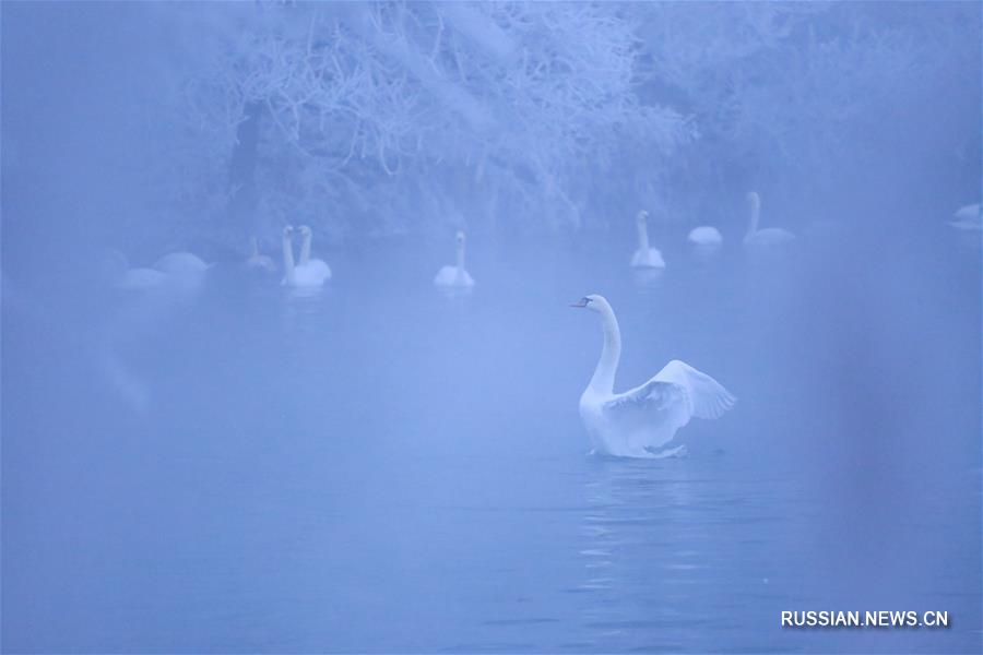 Долина реки Или в Синьцзяне -- любимое место зимовки лебедей
