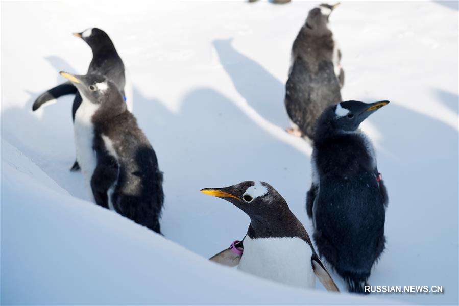 Зимняя прогулка пингвинят в Харбине