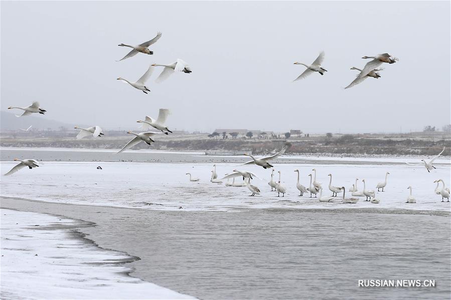 Лебеди и снег на озере Лунмяоху