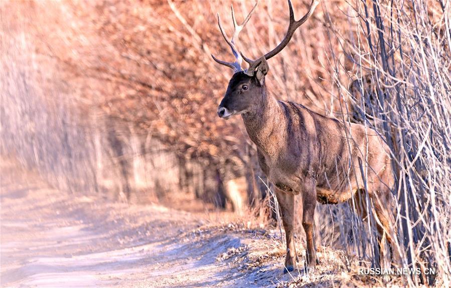 Дикие животные проводят зиму в искусственном лесном заповеднике на берегу Ярлунг-Цангпо