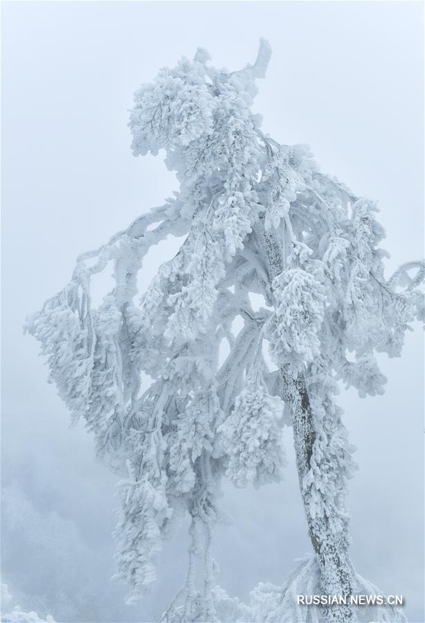 Лес "ледяных скульптур", созданных природой в уезде Сюаньэнь