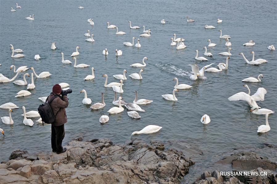 Почти 10 тыс лебедей слетелись на зимовку в уезд Жунчэн