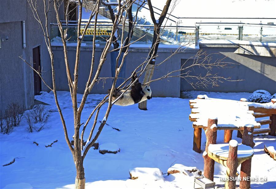 Большие панды играют в снегу на северо-востоке Китая