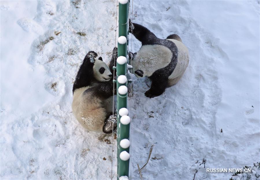 Большие панды играют в снегу на северо-востоке Китая