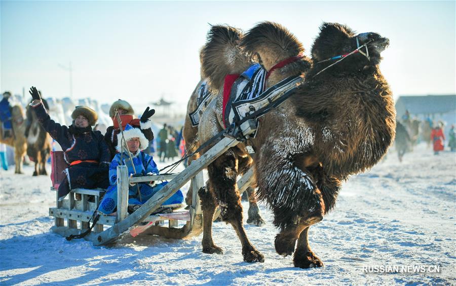 Фестиваль верблюдов в АР Внутренняя Монголия
