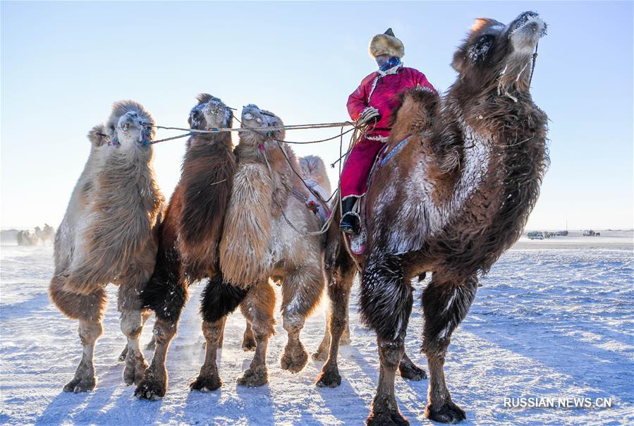 Фестиваль верблюдов в АР Внутренняя Монголия