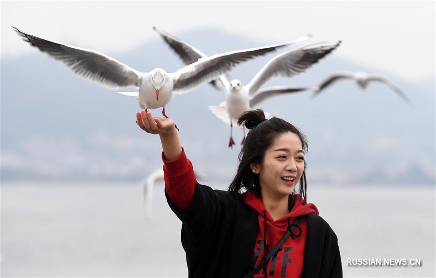 Жители и гости Куньмина любуются чайками на озере Дяньчи