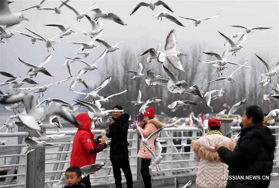 Жители и гости Куньмина любуются чайками на озере Дяньчи