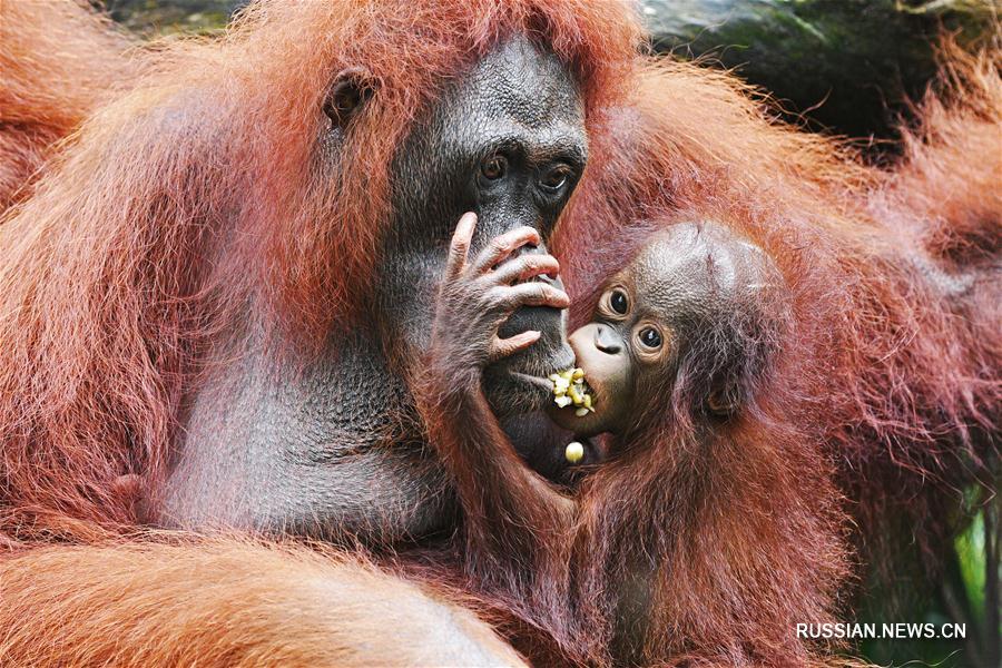 （新华视界）（3）新加坡动物园的新生宝宝
