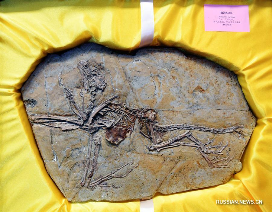 Восемь окаменелостей динозавров и птиц возрастом около 125 млн лет возвращены в Китай