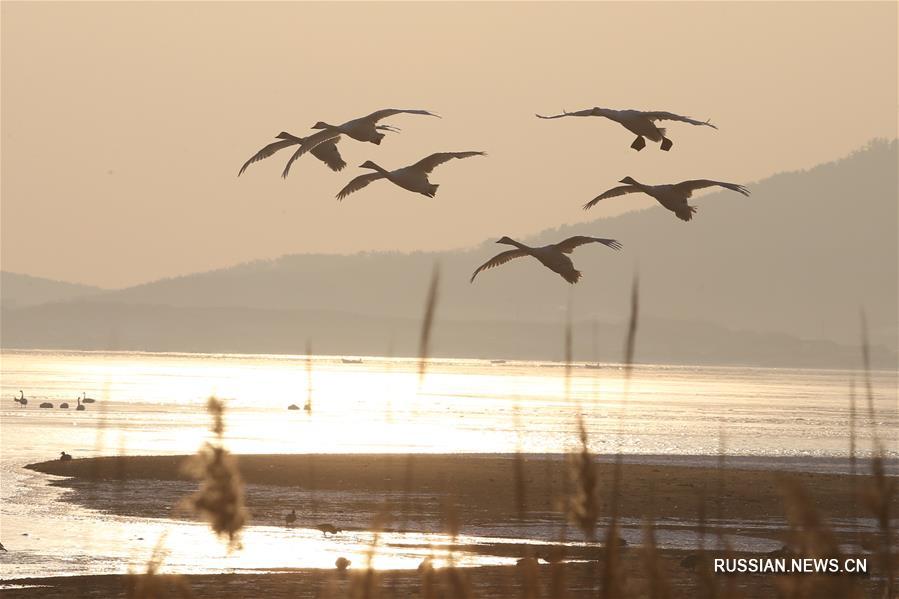 Лебеди на рассвете в провинции Шаньдун