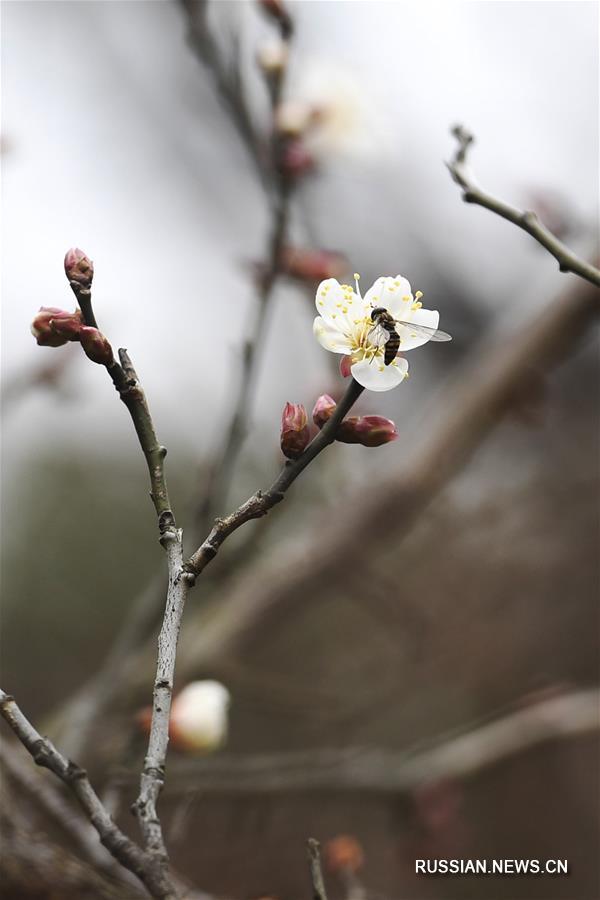 В провинции Чжэцзян началось цветение сливы