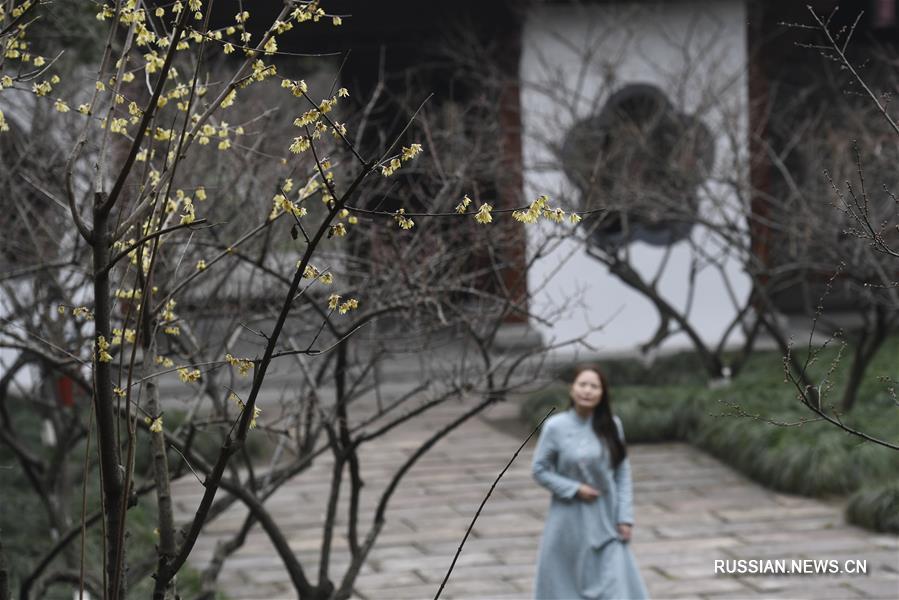 В провинции Чжэцзян началось цветение сливы