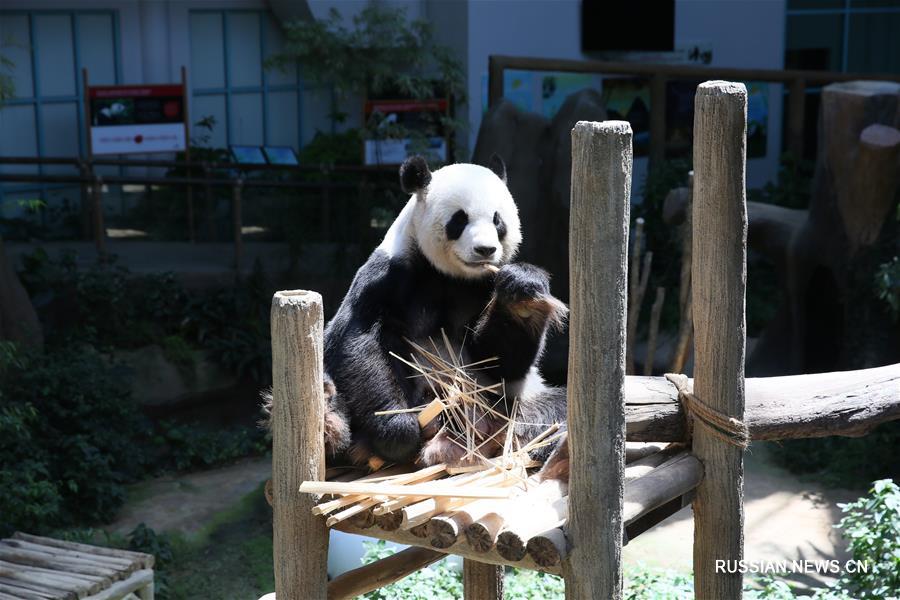 Переданная Малайзии большая панда Цзинцзин родила второго детеныша