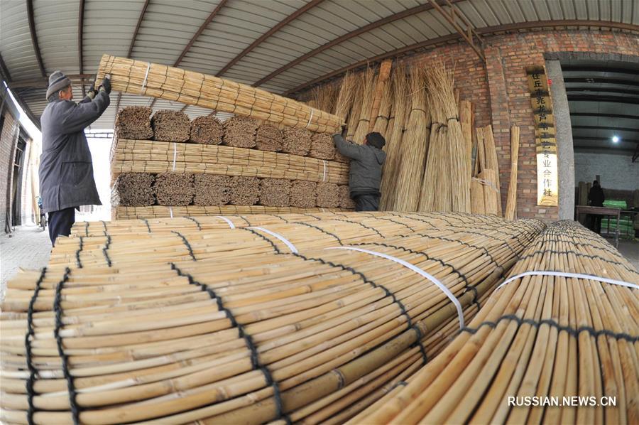 Зимний урожай тростника приносит жителям деревни Лянгоуэр около 3 млн юаней в год 