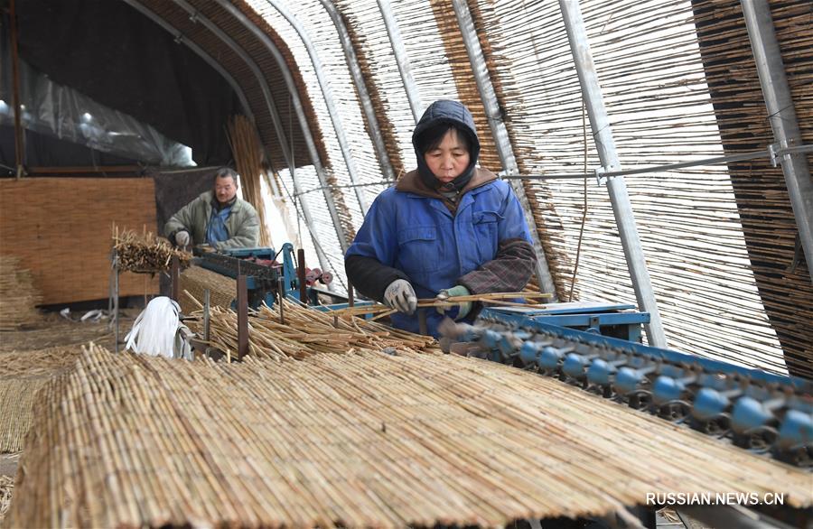 Зимний урожай тростника приносит жителям деревни Лянгоуэр около 3 млн юаней в год 