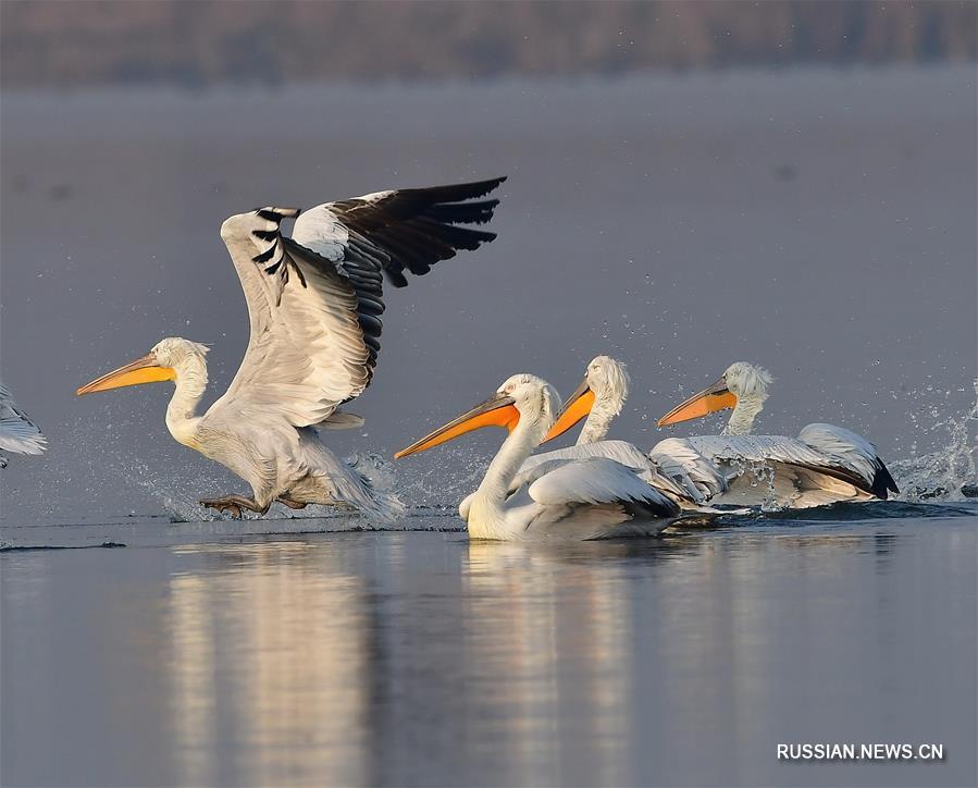 Кудрявые пеликаны прибыли на зимовку в бухту Лоюаньвань