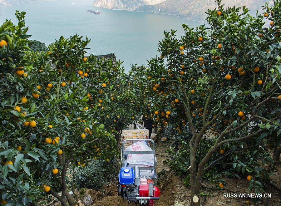 Развитие производства пупочных апельсинов в уезде Цзыгуй