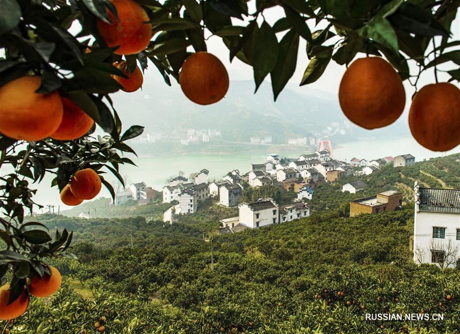 Развитие производства пупочных апельсинов в уезде Цзыгуй